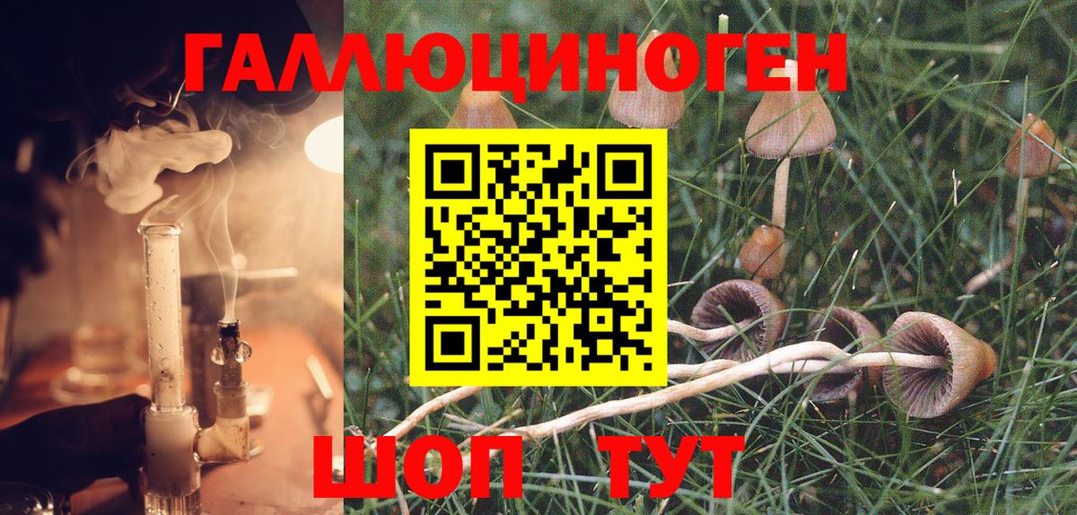 Галлюциногенные грибы Psilocybe Сыктывкар